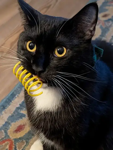 Tuxie