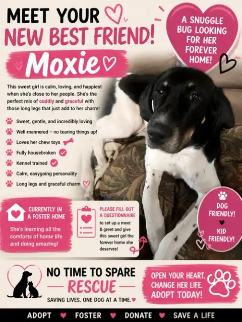 Moxie photo 4