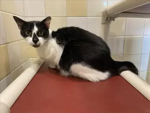 Oreo