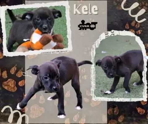 Kele