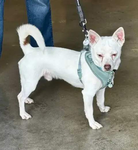 Ace *Adopt Or Foster photo 4