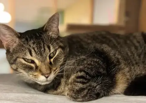 Sammy