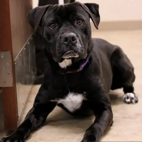 Dexter photo 4