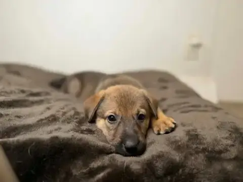 Nala photo 2