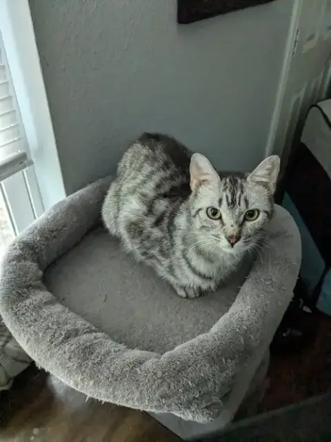 Taco Belle photo 3