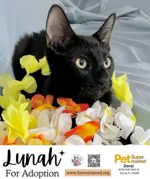 Lunah photo 5