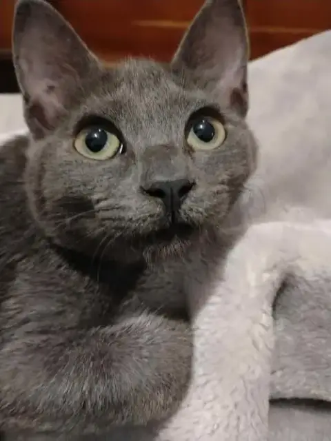 Anubis