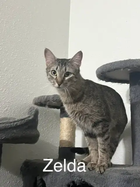Zelda photo 2