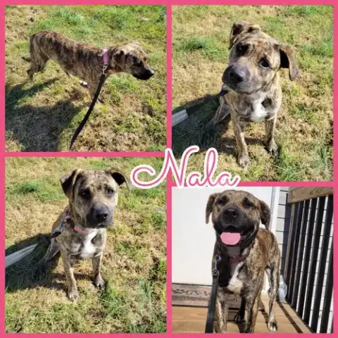 Nala photo 5