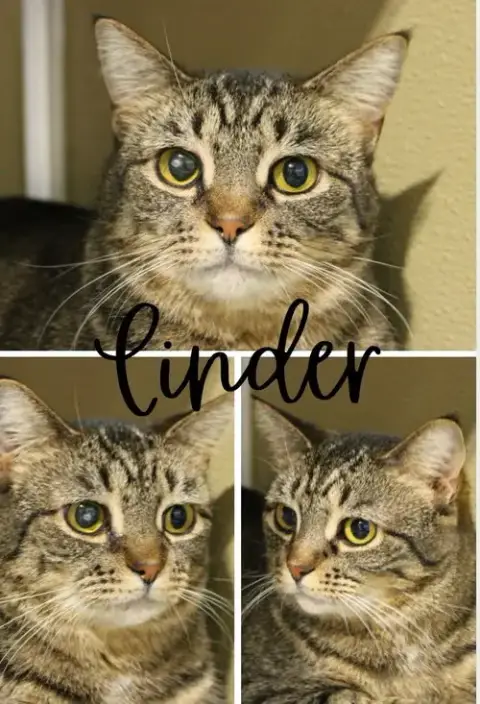 Cinder- Long Term 8*5*25 photo 2