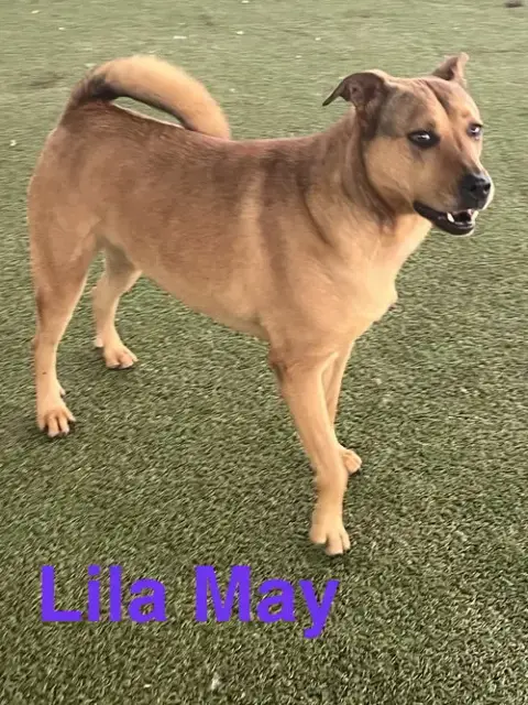 Lila Mae photo 3