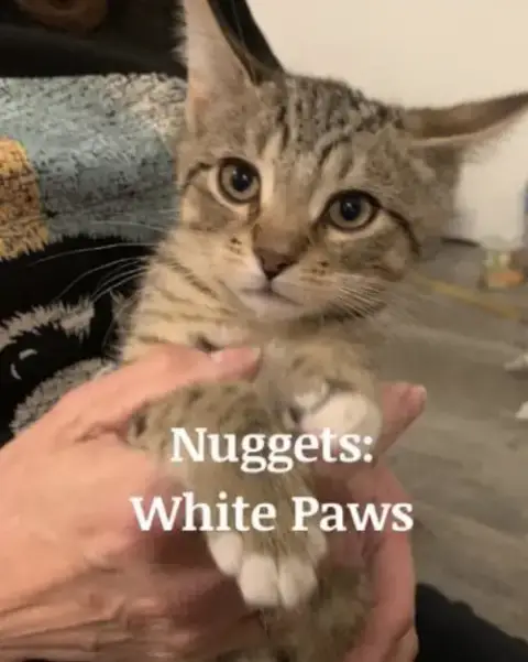 Nugget