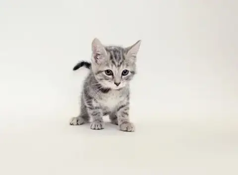 Faelin