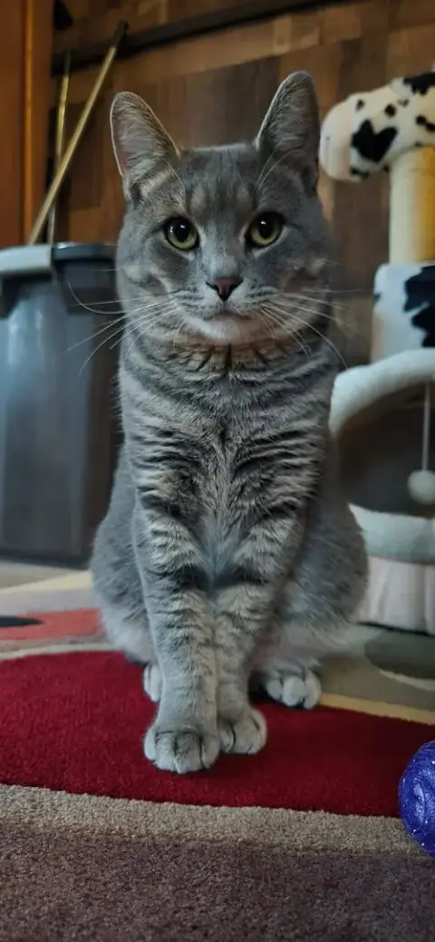 Jynx photo 4