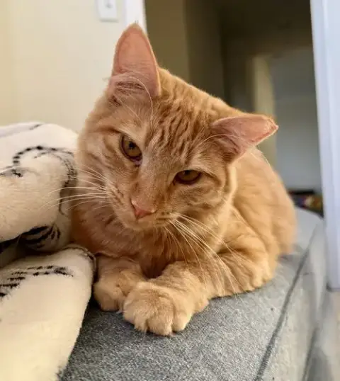 Creamsicle