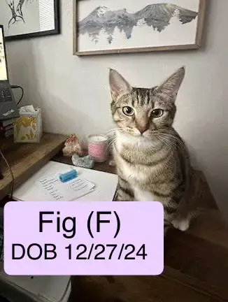 Fig
