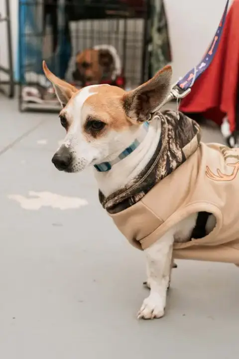 Herbie photo 5