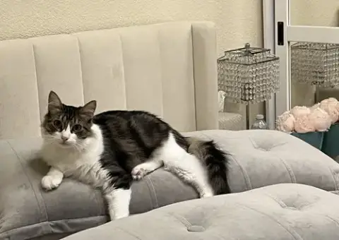 Fluffy And Squeaky Minxie photo 2