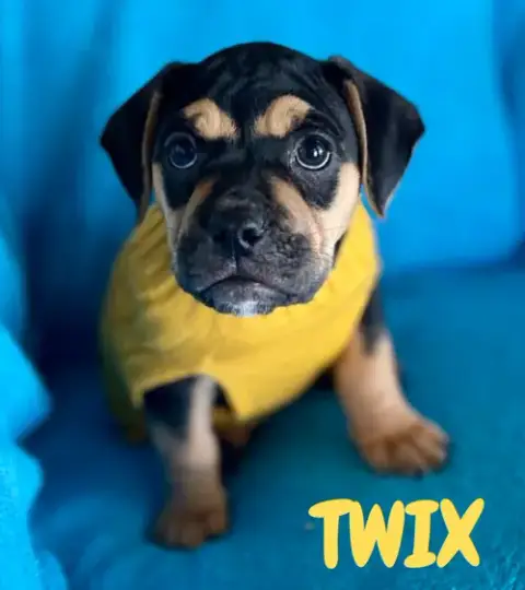 Twix