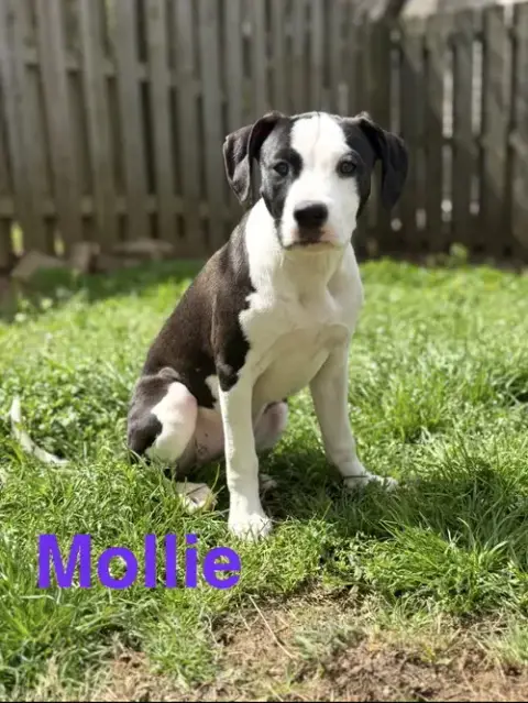 Mollie