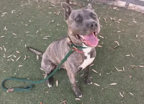 Brutus