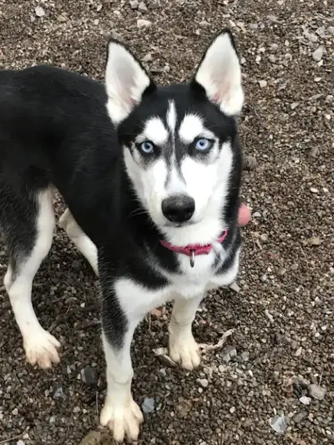 Sasha photo 4