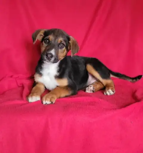 Olive photo 4