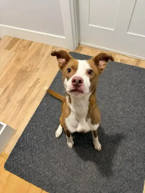 Nellie