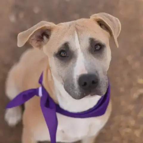 Sammy