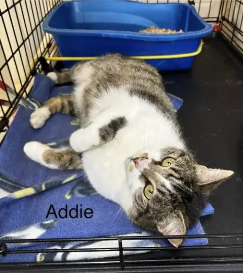 Addie photo 3
