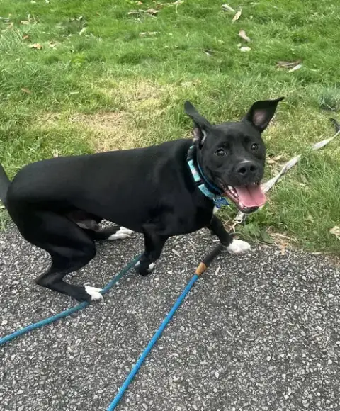 Luigi photo 3