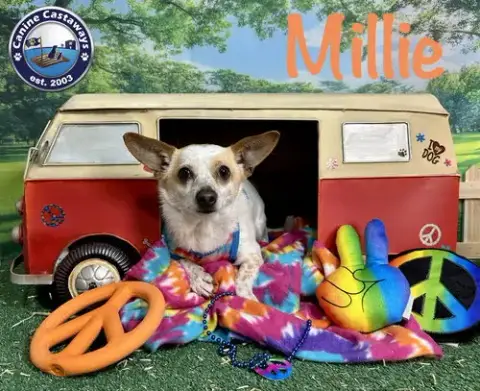 Millie photo 3