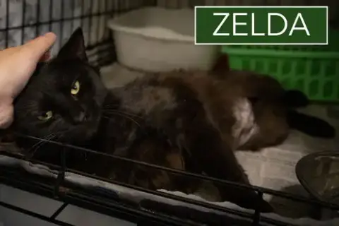 Zelda photo 3