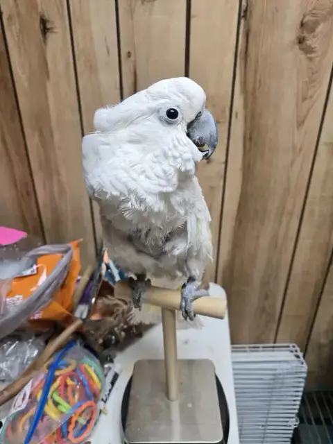 Randy