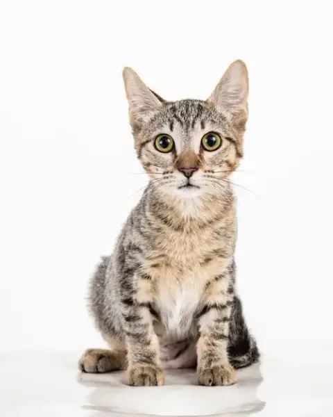 Cleocatra photo 5