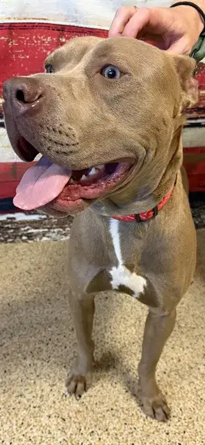Duke