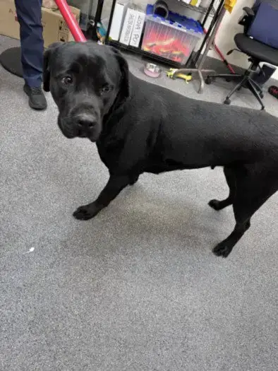 Bagheera