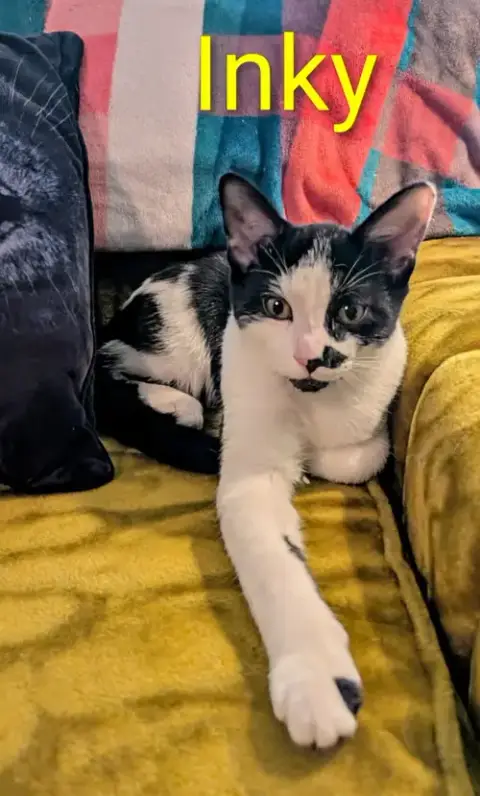 Kitten Inky photo 2