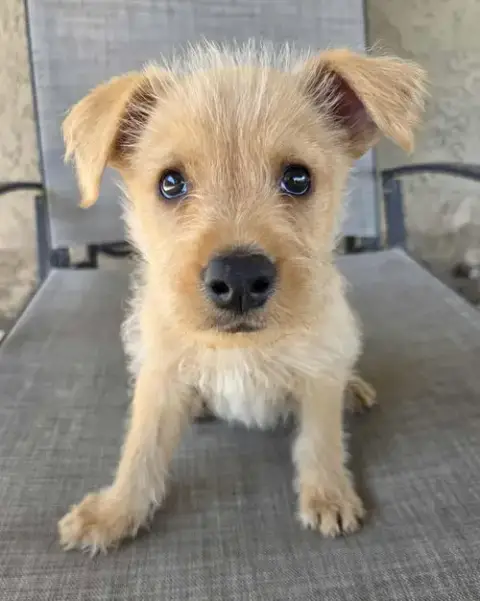 Scruffy