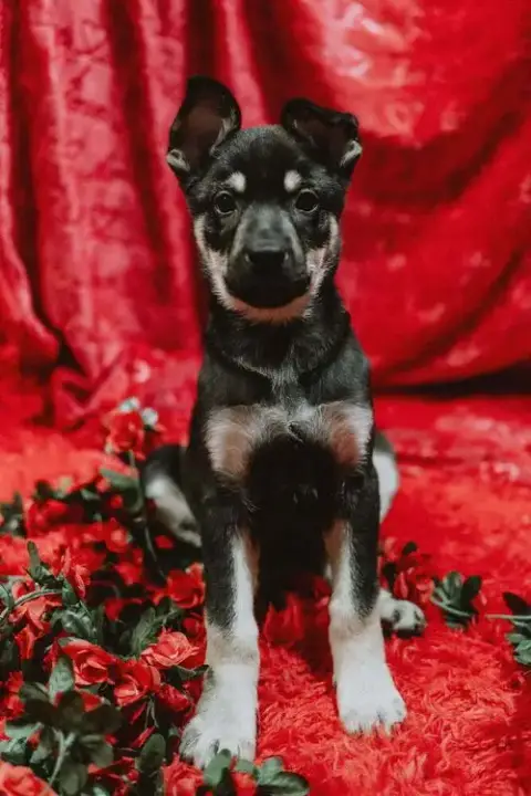 Cali Litter photo 3