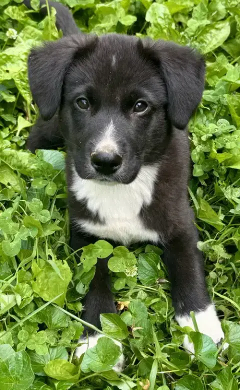 Puppy Butters