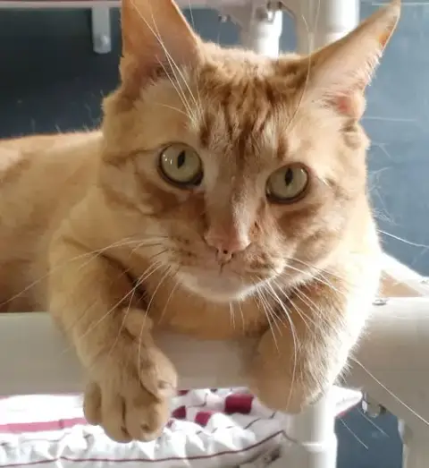 Oliver