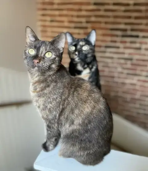 Olive & Ginger photo 2