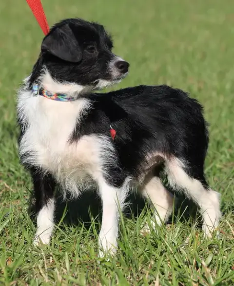 Domino photo 2