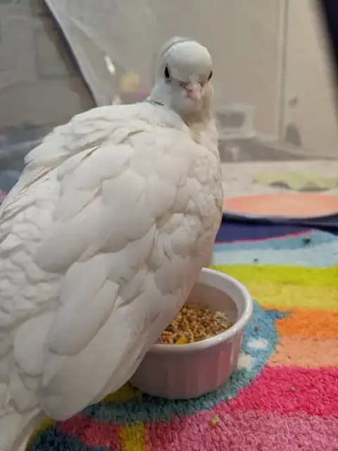 Garfunkel