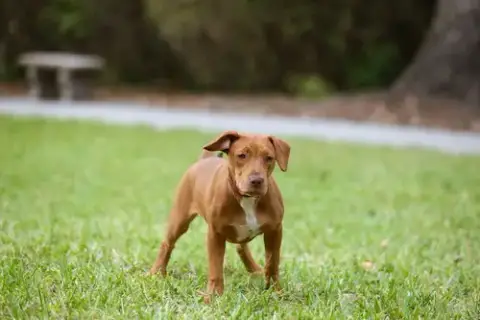 Hank photo 2