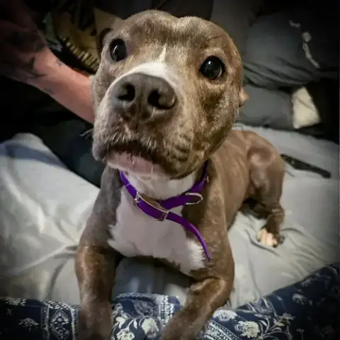 Pepper Vi photo 3