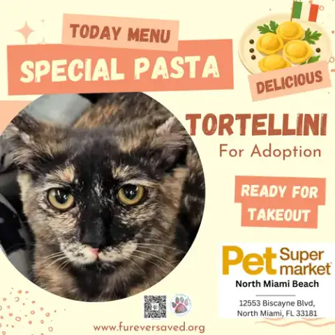 Tortellini photo 2