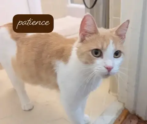 Patience Wright
