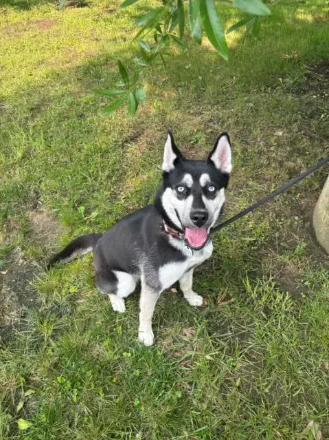 *Gia
